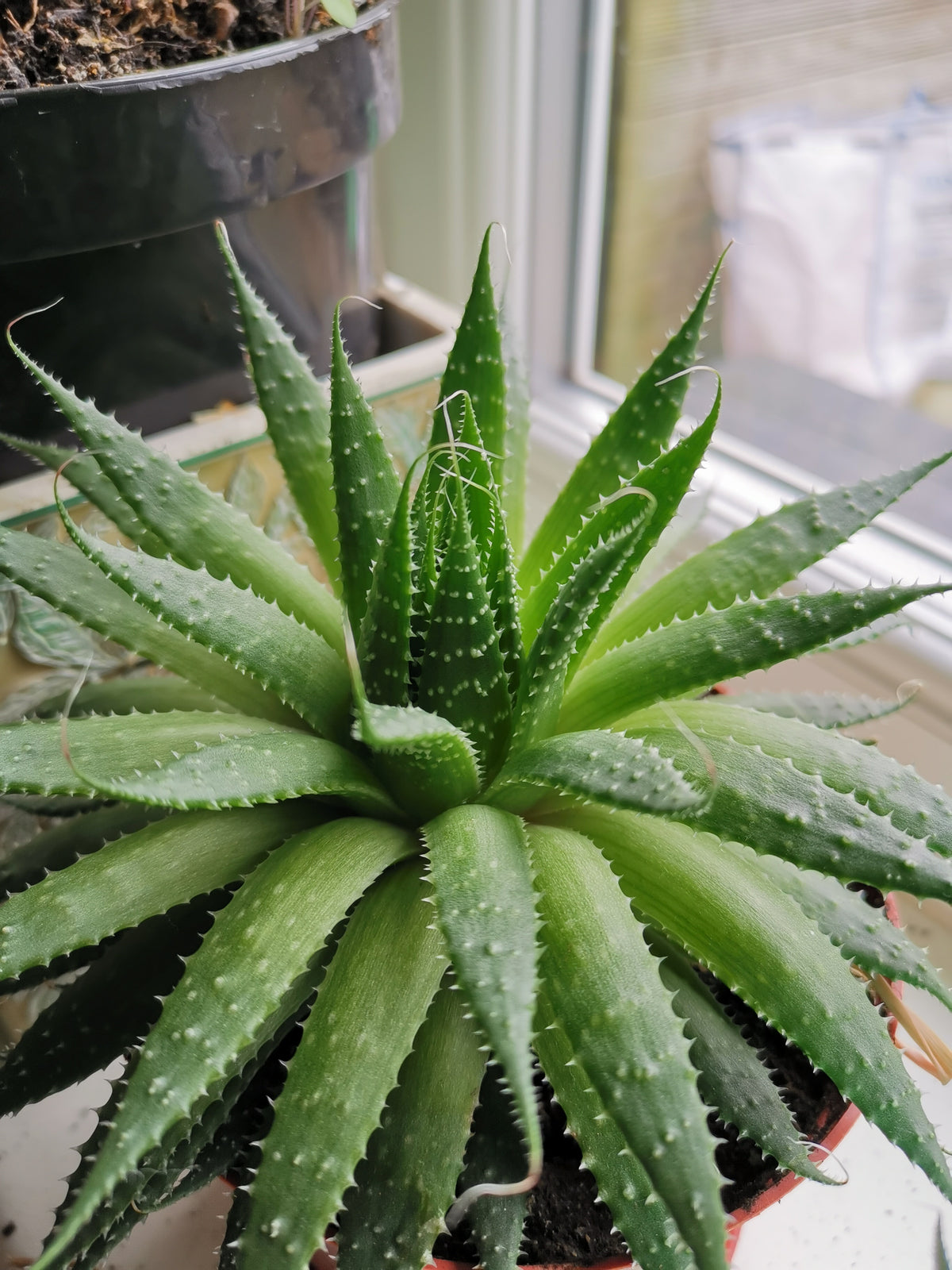 DIY Hand Sanitizer with Aloe Vera