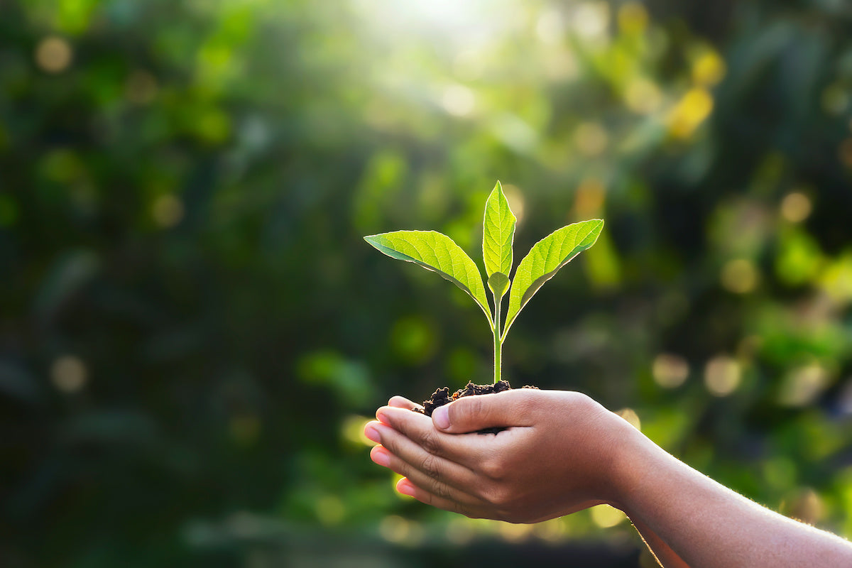 Image of young child’s hands, holding a young plant.