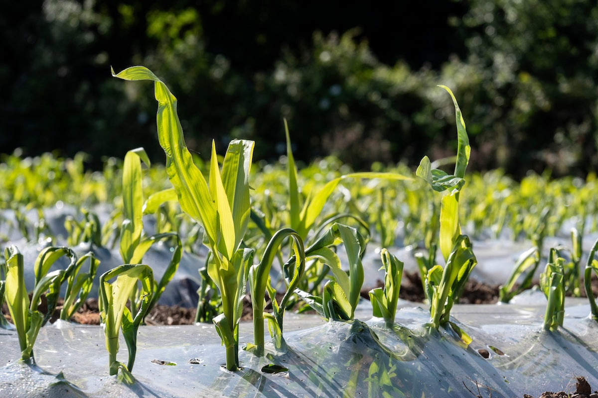 Image of corn plants growing under plastic. 