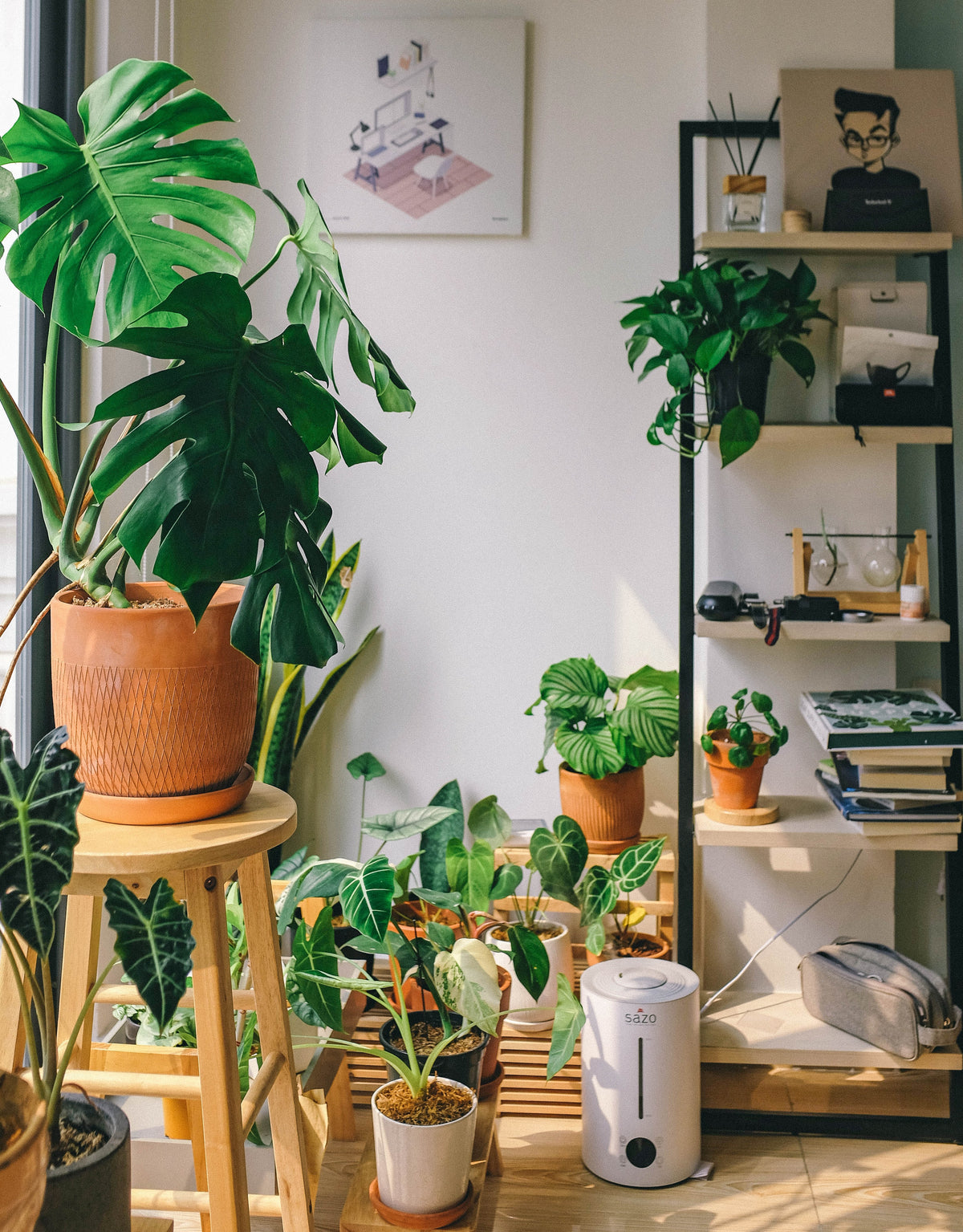 5 Houseplants to Help Purify the Air in Your Home