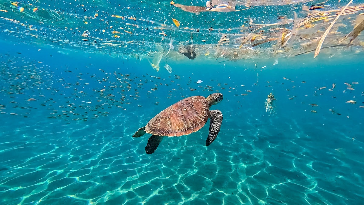 A sea turtle swimming through microplastics in the ocean