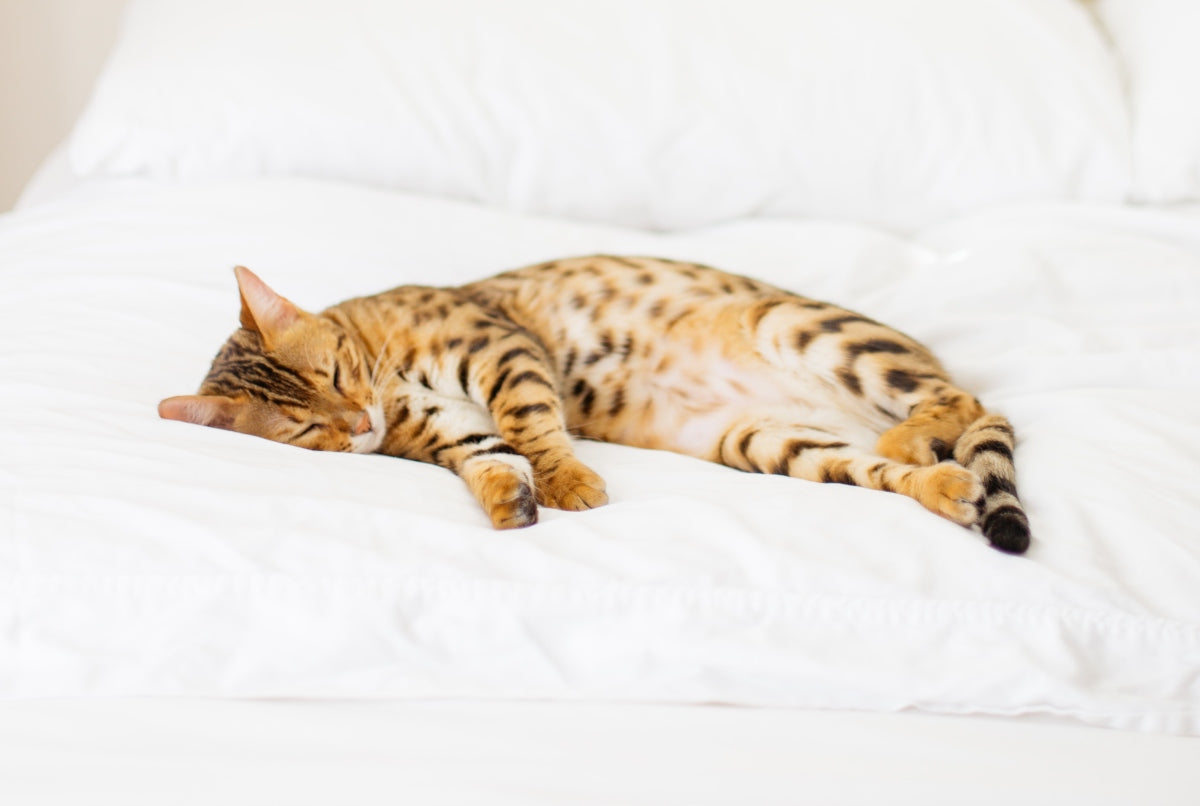 4 Simple Tips to Improve your Sleep